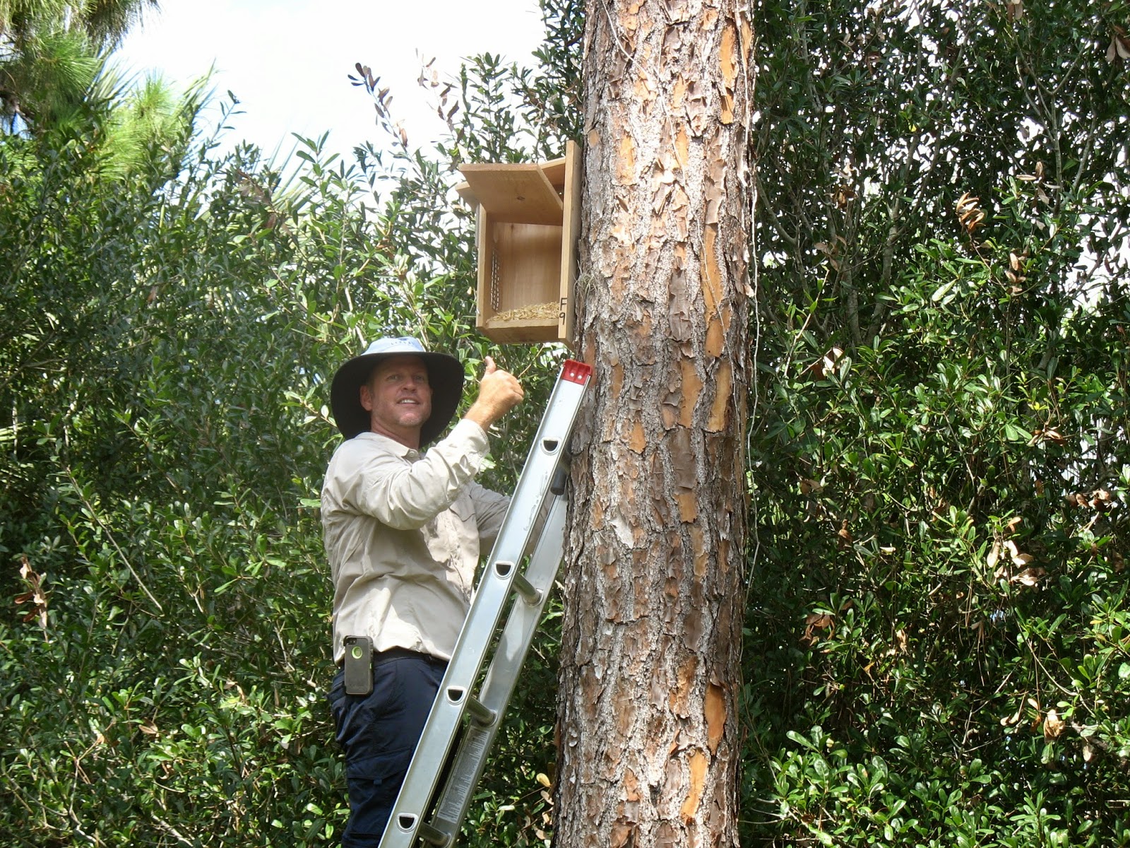 installing an Eastern Screech Owl Box